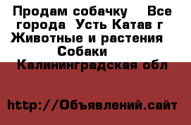 Продам собачку  - Все города, Усть-Катав г. Животные и растения » Собаки   . Калининградская обл.